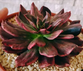 Echeveria Red Prince 14 cm