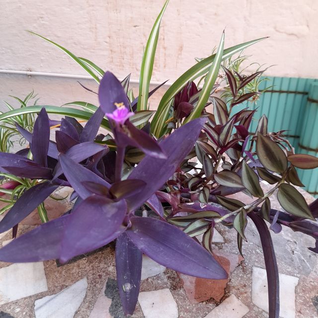 Tradescantias o amor de hombre y cinta