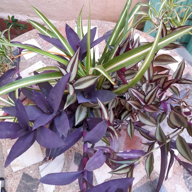 Tradescantias o amor de hombre y cinta