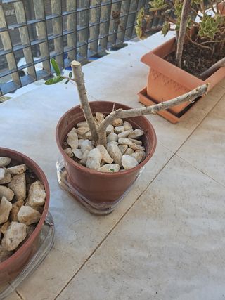 Olivo pre bonsai