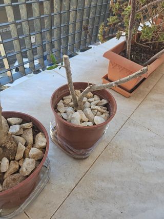 Olivo pre bonsai