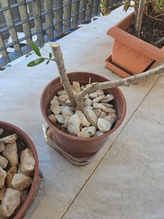 Olivo pre bonsai