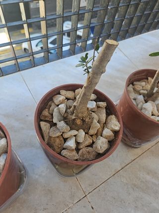 Olivo pre bonsai