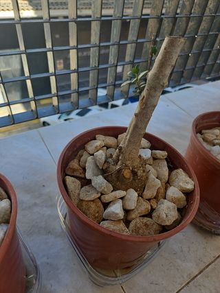 Olivo pre bonsai