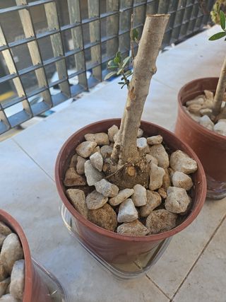 Olivo pre bonsai
