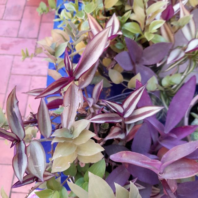 Tradescantias variegate