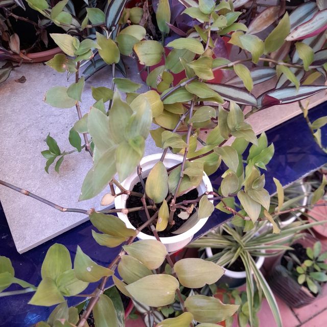 Tradescantias variegate