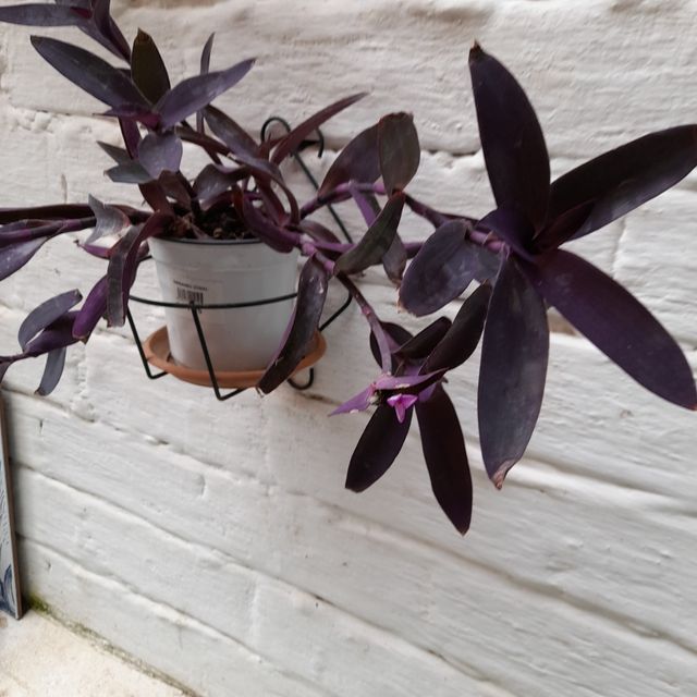 Tradescantias variegate