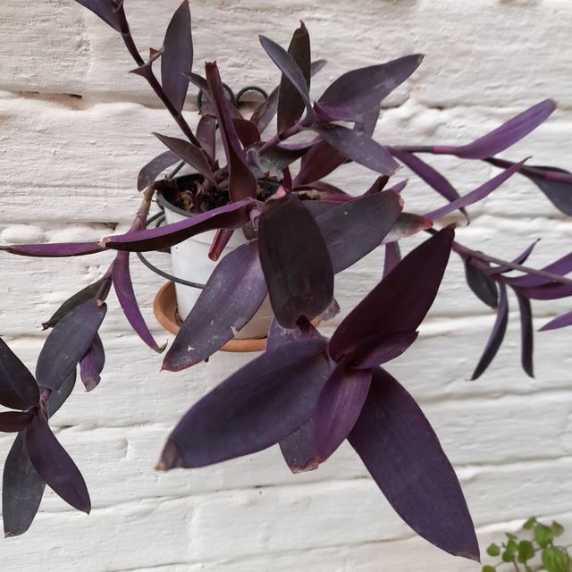 Tradescantias variegate