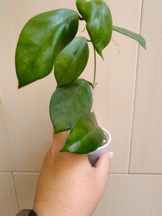 Hoya fungii