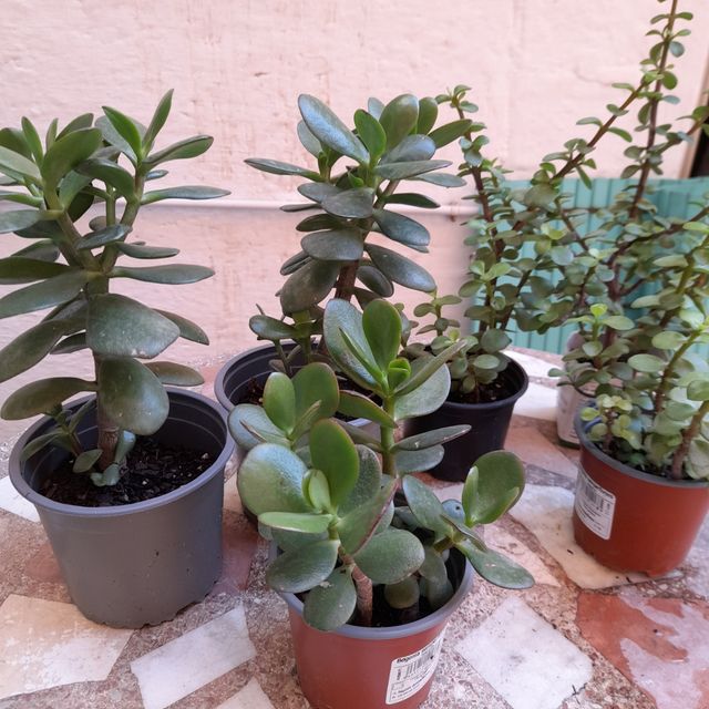 Jade Tree - Pianta succulenta