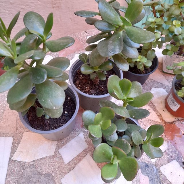 Jade Tree - Pianta succulenta