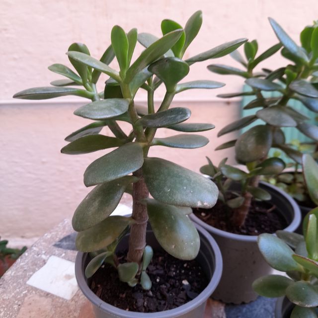 Jade Tree - Pianta succulenta