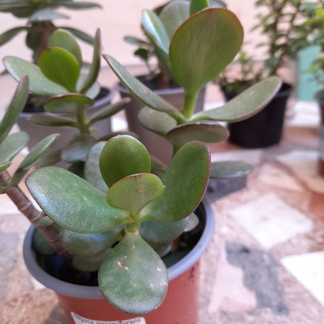 Jade Tree - Pianta succulenta