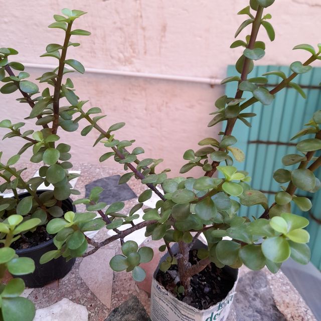 Jade Tree - Pianta succulenta