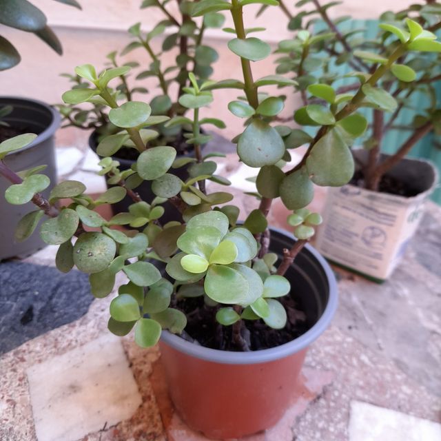 Jade Tree - Pianta succulenta