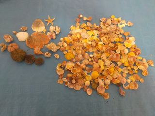 Caracolas y estrellas de mar naturales