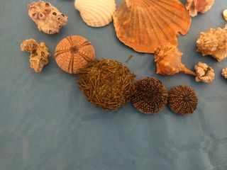 Caracolas y estrellas de mar naturales