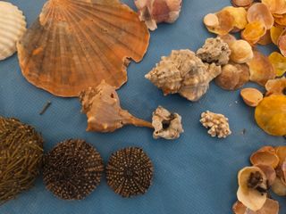 Caracolas y estrellas de mar naturales