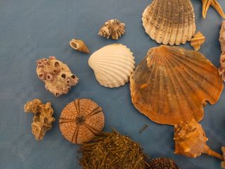 Caracolas y estrellas de mar naturales