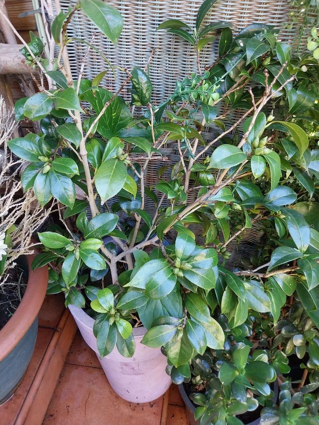 Planta Camelia en maceta