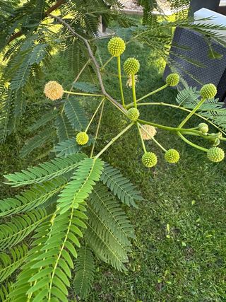 25 Semillas Árbol Acacia