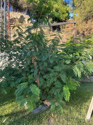 25 Semillas Árbol Acacia