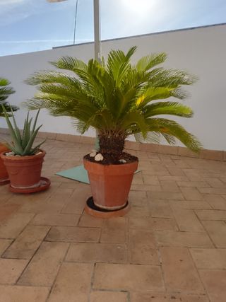 Planta palmera Cycas revoluta