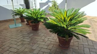 Planta palmera Cycas revoluta