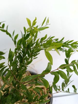 Planta Myrciaria Tenella
