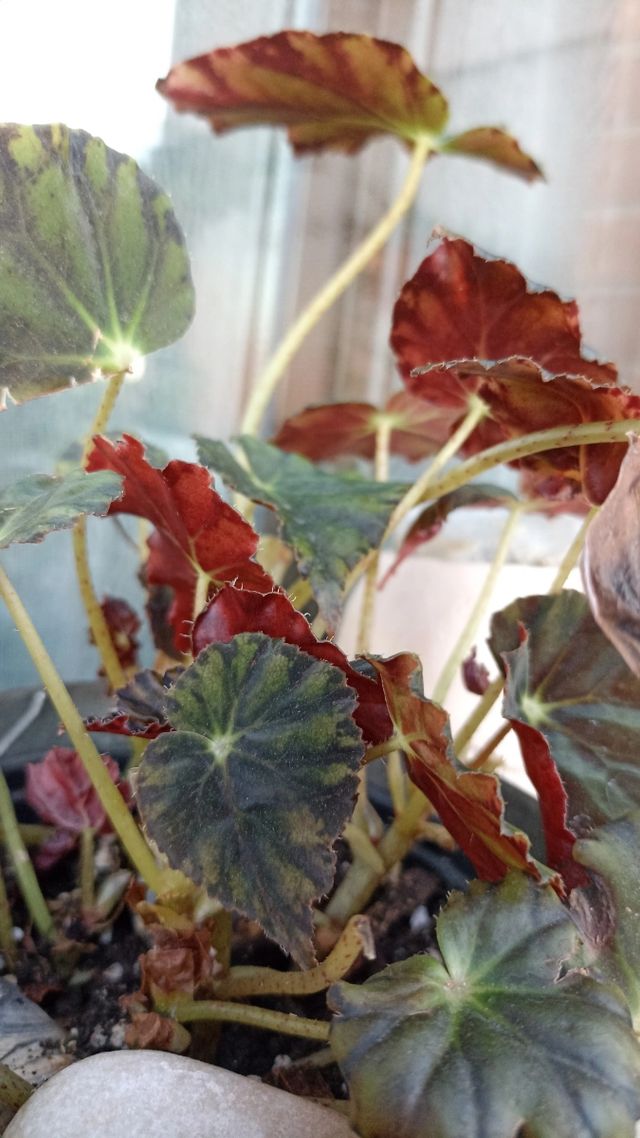 Esqueje Begonia Rex