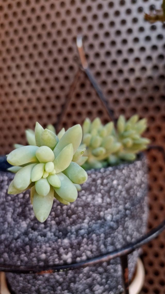Sedum morganianum (Cola de burro)