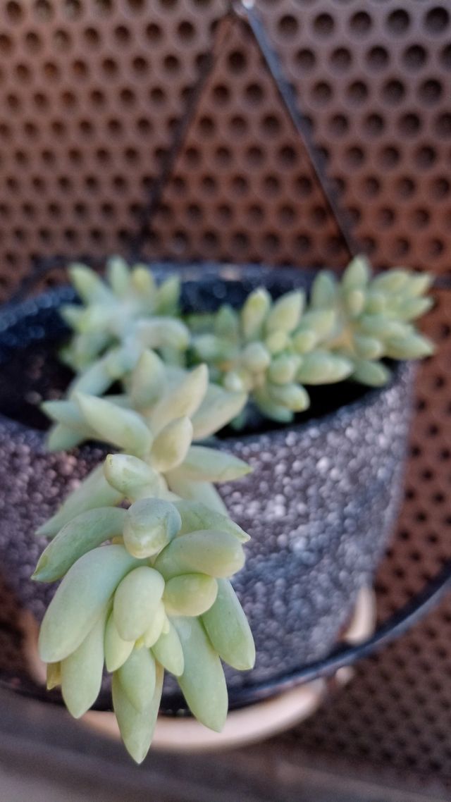 Sedum morganianum (Cola de burro)