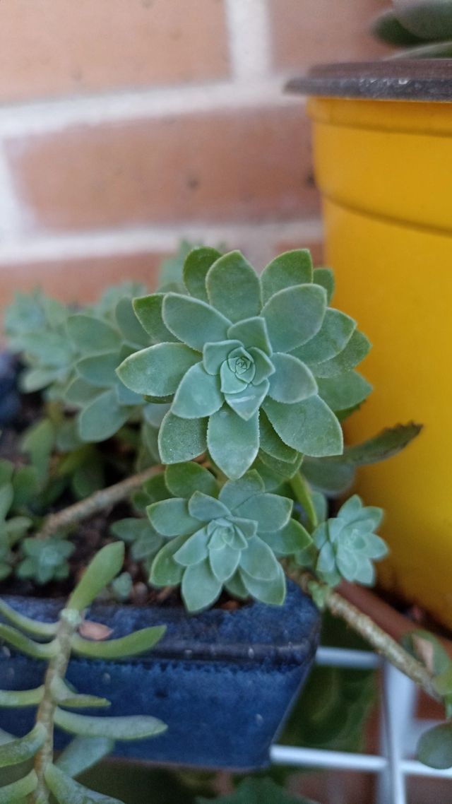 Sedum Palmeri