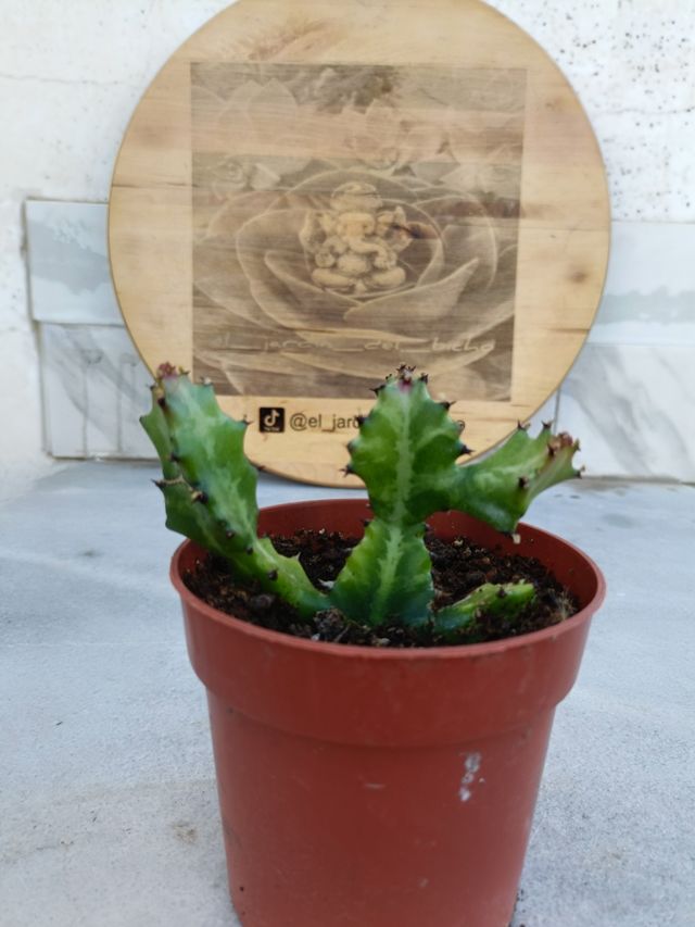 Euphorbia lactea variegata