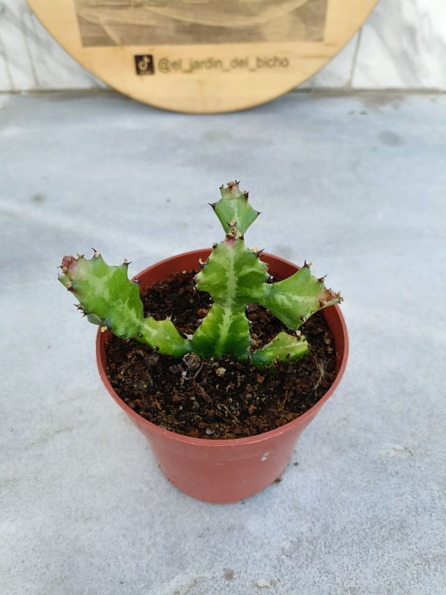 Euphorbia lactea variegata