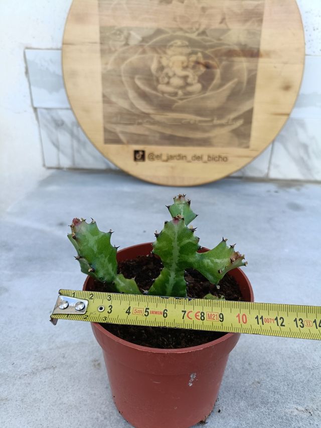 Euphorbia lactea variegata