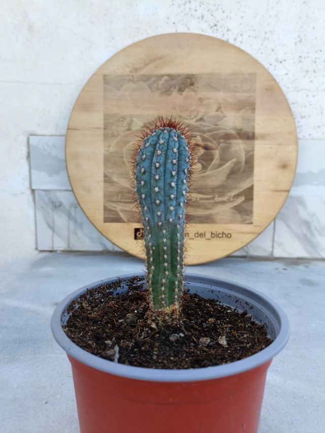 Pilosocereus bradei