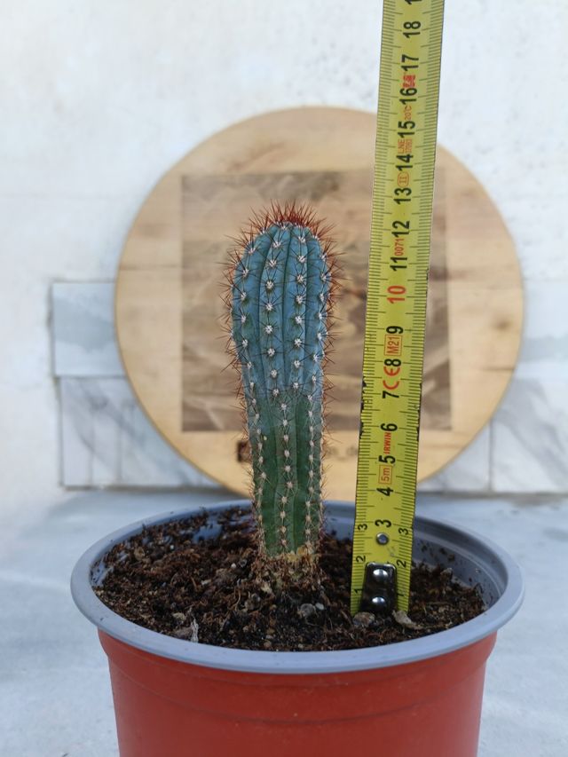 Pilosocereus bradei