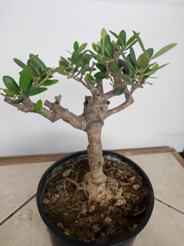Ulivo prebonsai U23