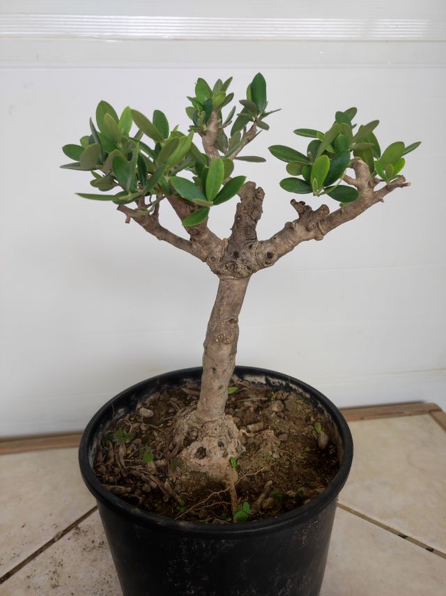 Ulivo prebonsai U23