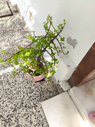 Planta del Dinero