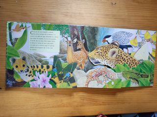 Libro infantil desplegable 
