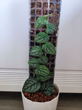 Monstera Dubia