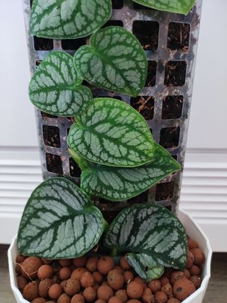 Monstera Dubia