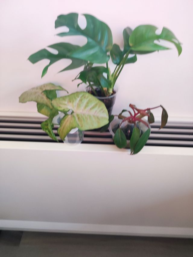 3 Piantine da interno