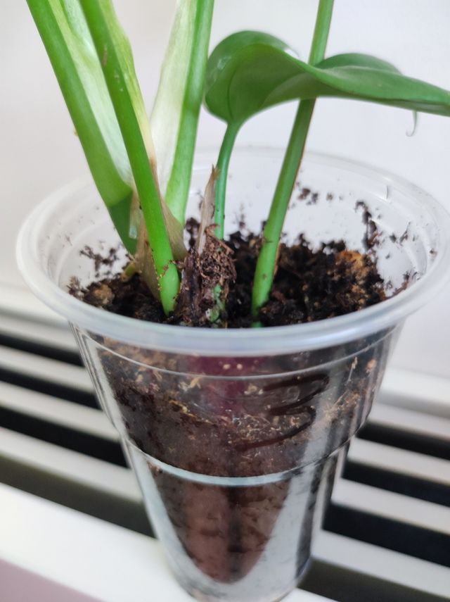 3 Piantine da interno