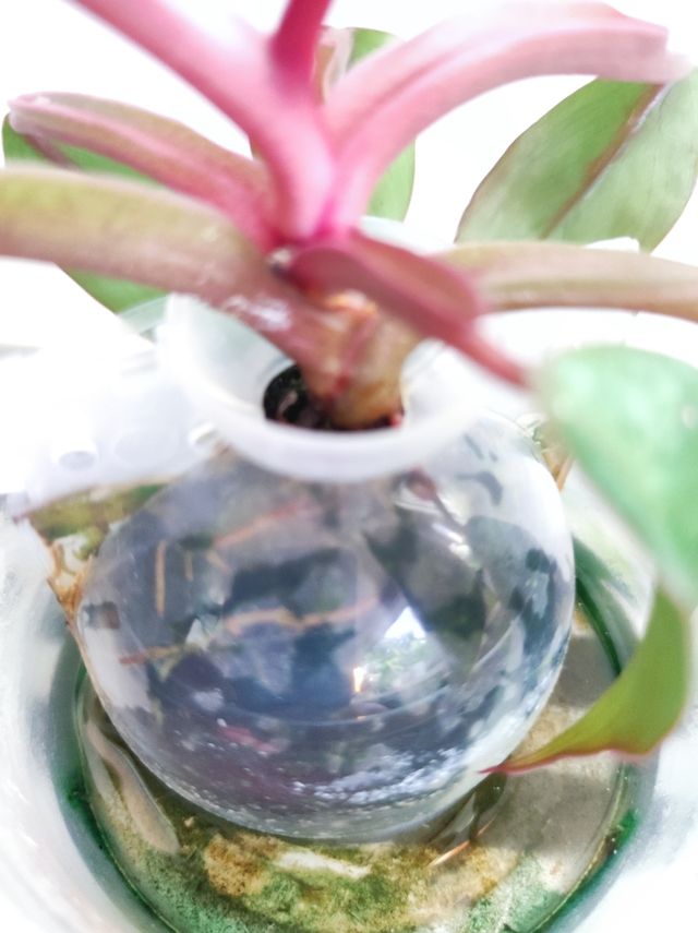 3 Piantine da interno