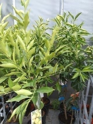 MANDARINO. Árboles frutales