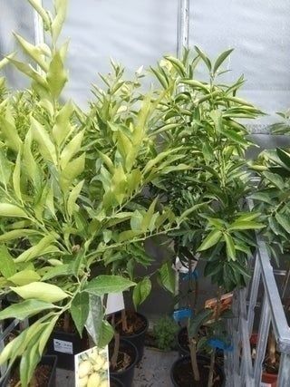 MANDARINO. Árboles frutales